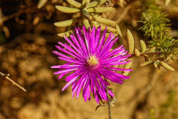Vibrant purple Lampranthus zeyheri ice plant wildflower that s native to the Eastern Cape in South...