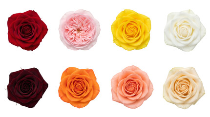 Fototapeta premium Rose flower head set including red, pink, yellow, white, orange, and peach varieties. Floral arrangement and gardening collection.