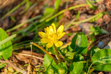 暖かな春の光を浴びて地面に広がるヒメリュウキンカの鮮やかな黄色の花