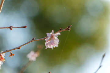 青空と緑を背景に咲く冬桜の繊細なピンクの花びら