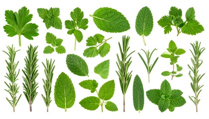 A vibrant assortment of fresh green culinary herbs arranged neatly on a white background