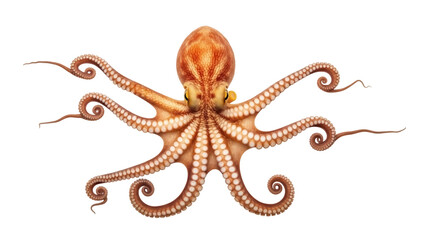 Isolated octopus with eight tentacles, a cephalopod with suckers, marine invertebrate © Sylas