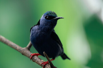 Fototapeta premium Tropical bird perched on branch with green background Close-up portrait of a small tropical bird perched on a branch with soft green bokeh background. Vibrant blue feathers and red feet in natural ra