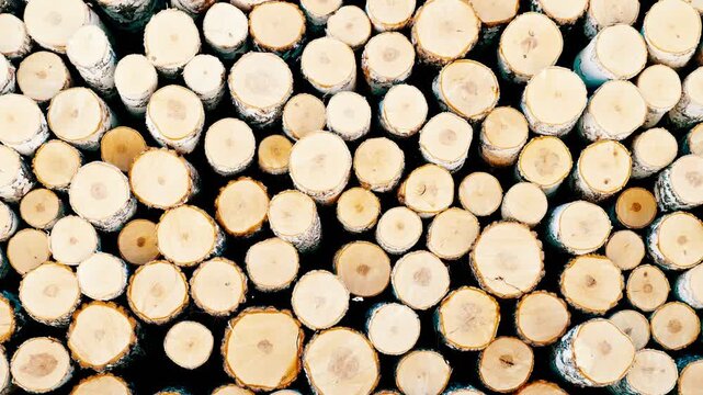 A large stack of sawn birch logs. Harvesting of wood in rural areas for firewood. Sawn trees stacked in a pile.