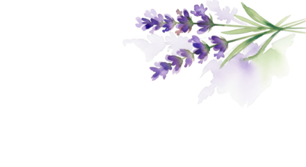 Beautiful lavender flowers on black background with white leaves
