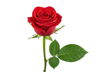 Beautiful fresh red rose bloom with dew drops, romantic floral element, perfect for Valentines day.