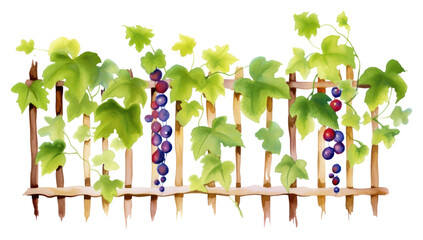 Obraz premium PNG Vine with fence boarder outdoors grapes plant.