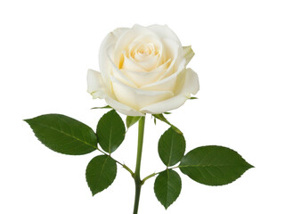 Fototapeta premium Single white or cream colored rose bloom on a stem with vibrant green foliage representing purity and reverence