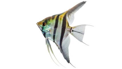 Isolated angelfish against simple background, colorful striped freshwater aquarium pet specimen