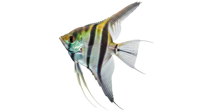 Isolated angelfish against simple background, colorful striped freshwater aquarium pet specimen