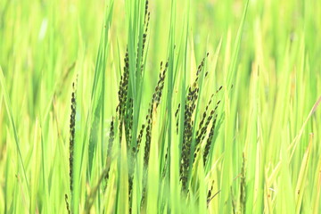 Naklejka premium Black rice panicles in the field. Its common name is&nbsp;purple rice and &nbsp;forbidden rice. It is a type of&nbsp;rice&nbsp;of the species&nbsp;Oryza sativa. Black paddy rice head or panicle maturing in a lush green field
