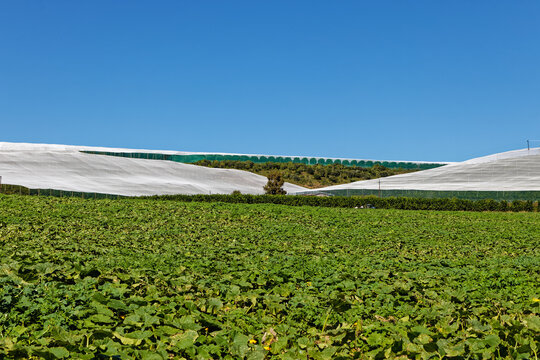Large fields covered by shade netting for protection against insects and a field of and green pumpkins near Patensie in the Eastern Cape, South Africa