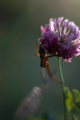 Spider on a flower. Spider crawling on a plant. Insect in nature.