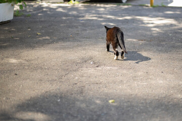Cat running away on the street. Black cat running on asphalt. A homeless animal in the city.