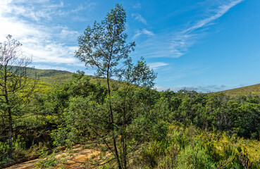 Obraz premium Young invasive tree (Black Wattle) in hilly region in the Elandsberg Mountains near Patensie in the Eastern Cape, South Africa