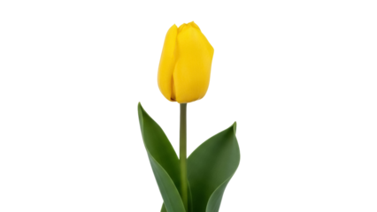 Isolated tulip flower with bright yellow petals and green leaves, a spring bloom
