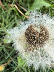 Diente de leon © Ricky