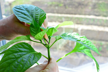 Close-up of woman's hands gently tending to a vibrant green plant seedling copy space
