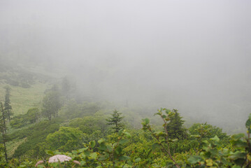A mountain slope in the caldera of a volcano on the Kuril Islands, blanketed in lush green...