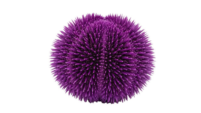 Isolated purple spiky sphere shape on a plain surface, spiny ball, round, no shadows, bright