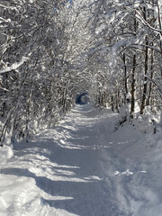 Snowy Forest Path Forming Natural Winter Tunnel Through Trees