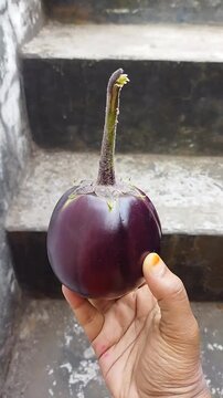 Closeup of a purple Eggplant or aubergine or brinjal 