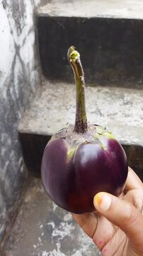 Closeup of a purple Eggplant or aubergine or brinjal 