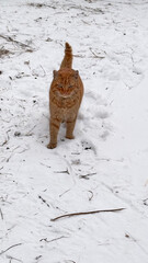 Ginger cat walking forward in the snow. Vertical photo.