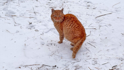 A stray ginger cat is sitting in the snow and looking back attentively, its gaze directed straight at the camera.