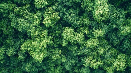 AerialView Dense Green Forest Canopy with Sunlight Filtering Through Foliage