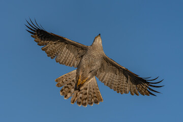 Fototapeta premium Northern Goshawk (Accipiter gentilis) in flight. Gelderland in the Netherlands. Blue sky background. 