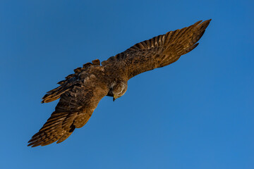 Fototapeta premium Northern Goshawk (Accipiter gentilis) in flight. Gelderland in the Netherlands. Blue sky background. 