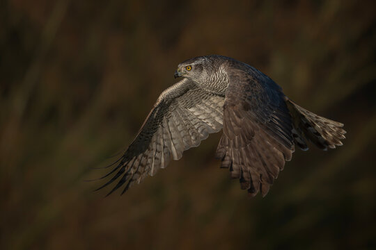 Northern Goshawk (Accipiter gentilis) in flight. Gelderland in the Netherlands.    