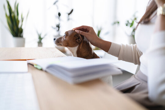 A person gently pets a small dog while working at a desk with an open book and laptop.