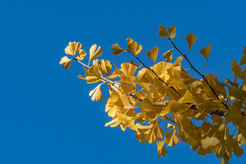 Golden yellow Ginkgo tree (Ginkgo biloba), ginko maidenhair tree leaves stand out vividly against...
