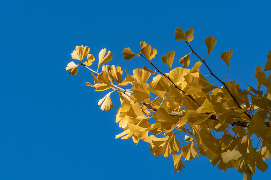 Golden yellow Ginkgo tree (Ginkgo biloba), ginko maidenhair tree leaves stand out vividly against clear, bright blue sky, creating striking autumn contrast. Nature concept for design