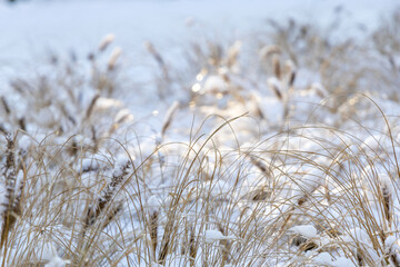 Dry grass on a sunny winter day