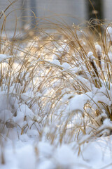 Dry grass on a winter day