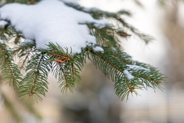 Snow-covered branches of a fir tree in winter
