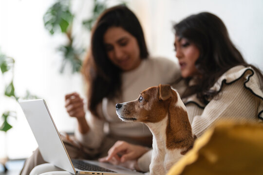 Two women and a dog are looking at a laptop screen together, enjoying a moment of shared activity and companionship.