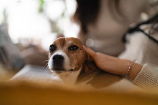 A person gently pets a small dog's head, showing a moment of connection and affection between human and animal.