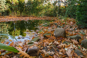 Tranquil autumn pond surrounded by dense greenery reflects trees, while brown fallen leaves and moss-covered rocks line water&rsquo;s edge. Nature concept for design