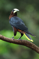 Obraz premium Chestnut-Headed Oropendola perched on branch