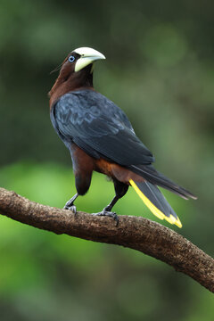 Chestnut-Headed Oropendola perched on branch