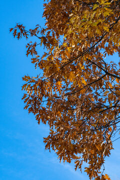 Vibrant orange and brown autumn leaves red oak dangle from branches against clear, bright blue sky, creating striking seasonal contrast. Nature concept for design