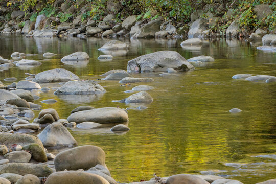 Shallow, rocky bed of fast-flowing mountain river reflects golden autumn trees, smooth stones are scattered along water's edge, and surface is disturbed by gentle ripples.