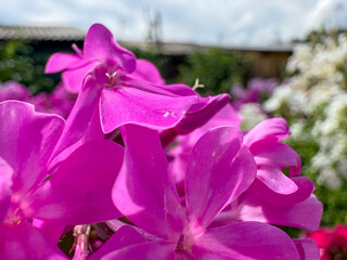 A close-up of a panicle inflorescence of garden phlox (Phlox paniculata) in a bright raspberry-purple color, illuminated by the sun.