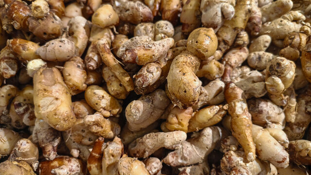 Close up of fresh kencur roots (Kaempferia galanga) with natural texture, commonly used as traditional spice and herbal ingredient in Asian cuisine and medicine.