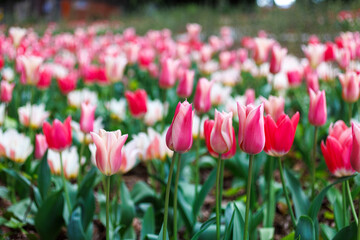Flower bed with colorful tulips at Miramare Castle in springtime