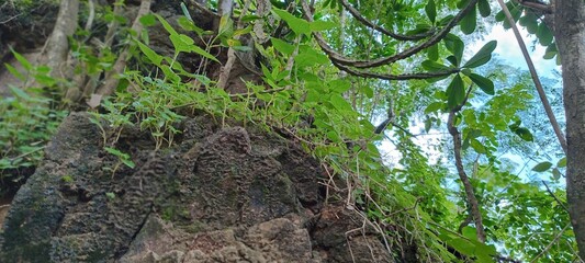 Rough-textured, grayish-brown natural stone formations are visible in the open area, surrounded by...